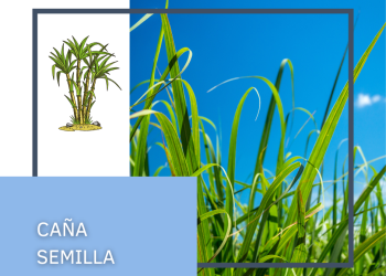 Caña Semilla