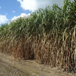 Estimación de superficie y producción de caña de azúcar en la zona cañera de Tucumán – Zafra 2026