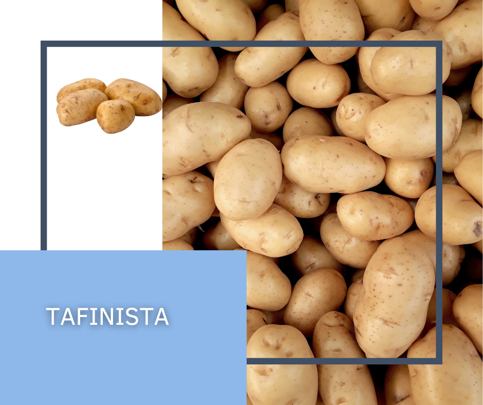 Tafinista
