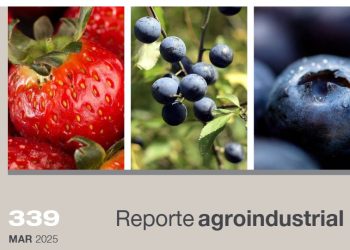 Actividad comercial de Arándano y Frutilla en la Argentina y Tucumán, campaña 2023 vs 2024