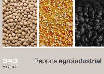 Campaña estival 2024/2025: superficie cultivada con soja, maíz y poroto en Tucumán. Comparación con campañas precedentes