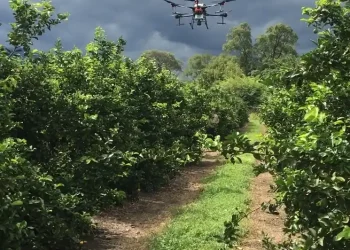 Citricultura: ensayos de la Eeaoc demuestran que los drones vuelven más eficiente la producción