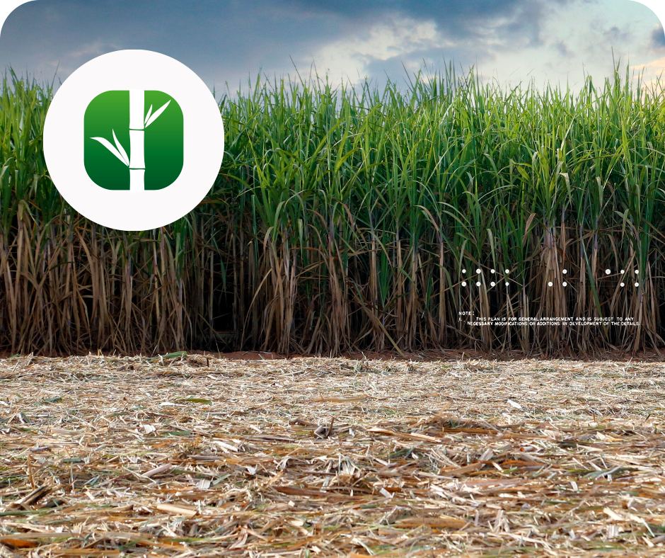 Asesoramiento técnico Caña de Azúcar