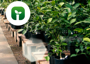 Centro de Saneamiento de Citrus