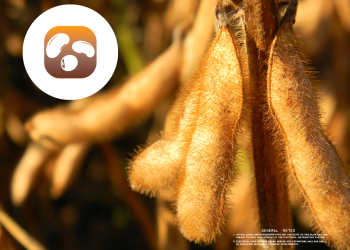 Servicio del Programa Granos de la EEAOC