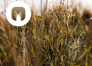 Manejo de Malezas | Información y Asesoramiento