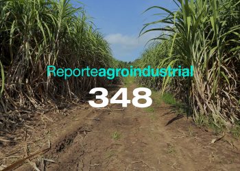 Principales enfermedades que afectaron al cultivo de la caña de azúcar en Tucumán durante la campaña 2024/2025