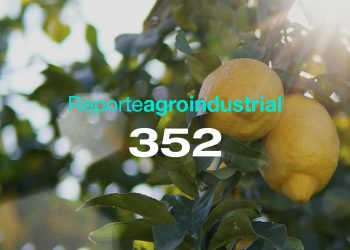 Gastos de plantación 2025 y de producción en el cultivo de limón en Tucumán en la campaña 2024/25