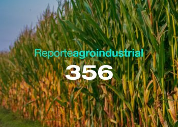 Red de Evaluación de Híbridos de maíz para el noroeste argentino: resultados de la campaña 2024/2025