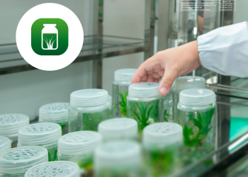 Servicios relacionados a Vitroplantas