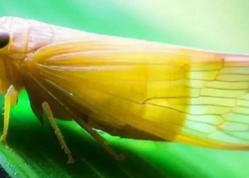 Informe Dinámica Dalbulus maidis – Enero 2025