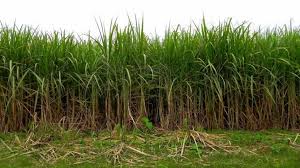 Los cañaverales maduran favorablemente, pero con valores inferiores a julio de 2024