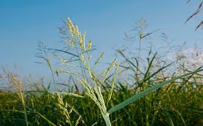 Estudios de Malezas en caña de Azúcar