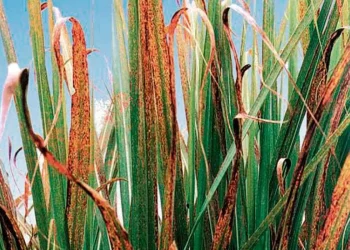 Caña de Azúcar | Roya marrón
