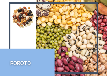Poroto
