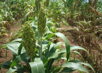 Sorgo azucarado para biogas