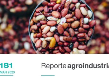 Calidad de la semilla de poroto producida en el NOA en las últimas 5 campañas.