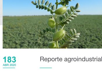 Marchitamiento ocasionado por Fusarium oxysporum en el cultivo de garbanzo