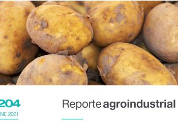 Actividad comercial del cultivo de papa en la Argentina y Tucumán, años 2018 y 2019