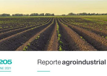 Campaña de papa 2020 en el pedemonte y llanura de Tucumán: área cultivada y comparación con campañas precedentes