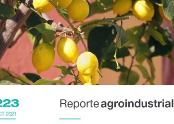 Dinámica comercial y resultados económicos del cultivo de limón en Tucumán