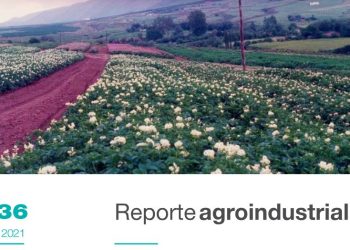 Relevamiento del área cultivada con papa en la campaña 2021 en el pedemonte y llanura de tucumán y comparación con campañas precedentes