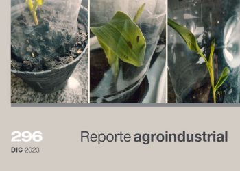 Tratamiento de semillas para el control de la chicharrita del maíz, Dalbulus maidis (De Long & Wolcott), en las etapas iniciales del cultivo