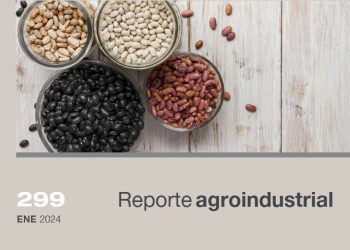 Resultados de las macroparcelas de variedades de poroto en el noroeste argentino, en la campaña 2023