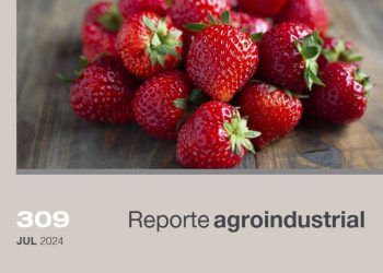 Actividad comercial del cultivo de frutilla en la Argentina y Tucumán en el período 2019-2023. Gastos de la campaña 2023 y gastos de la plantación 2024