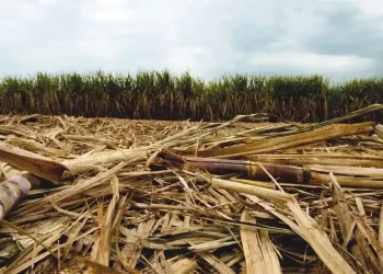 La Eeaoc investiga alternativas más sostenibles de fertilización en caña de azúcar