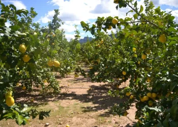 La Eeaoc llevará a cabo una jornada de actualización citrícola