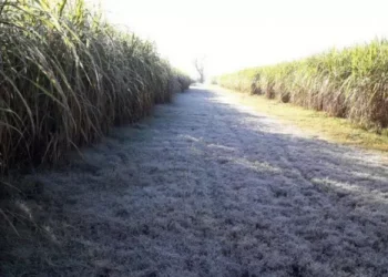 Recomendaciones para la cosecha de los cañaverales afectados por heladas