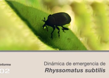 Campaña 2025 – 2026 | Informe 02: Dinámica de emergencia de 𝘙𝘩𝘺𝘴𝘴𝘰𝘮𝘢𝘵𝘶𝘴 𝘴𝘶𝘣𝘵𝘪𝘭𝘪𝘴