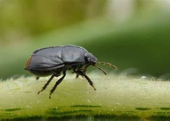 Campaña 2025 – 2026 | Dinámica de emergencia de 𝘙𝘩𝘺𝘴𝘴𝘰𝘮𝘢𝘵𝘶𝘴 𝘴𝘶𝘣𝘵𝘪𝘭𝘪𝘴