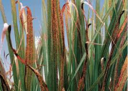 Caña de Azúcar. Roya marron