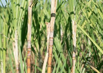 Enfermedades de la Caña de Azúcar