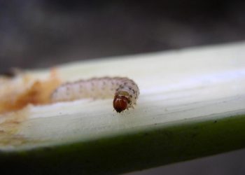 Plagas de importancia económica en los cañaverales de la Provincia de Tucumán