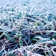 Las heladas y la calidad de la semilla