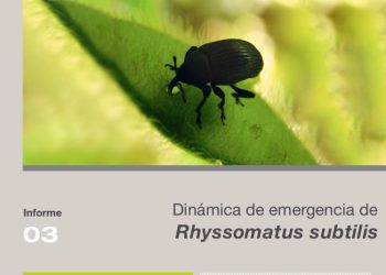 Campaña 2025 – 2026 | Informe 03: Dinámica de emergencia de 𝘙𝘩𝘺𝘴𝘴𝘰𝘮𝘢𝘵𝘶𝘴 𝘴𝘶𝘣𝘵𝘪𝘭𝘪𝘴