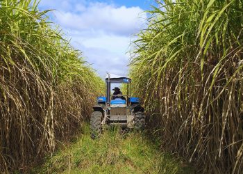 Relevamiento satelital principales cultivos de Tucumán – Enero 2021