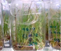 Caña semilla de alta calidad