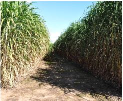 Caña semilla de alta calidad para pequeños productores (PROICSA)