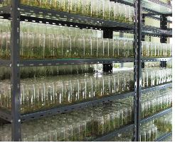 Proyecto Vitroplantas