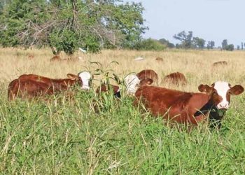 Cría y recría de vaquillonas sobre pastos tropicales en el N.O. santiagueño: ocho años de estudio