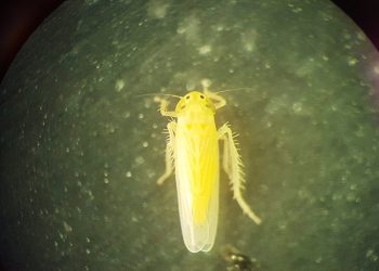 Informe sobre la fluctuación poblacional de 𝐷𝑎𝑙𝑏𝑢𝑙𝑢𝑠 𝑚𝑎𝑖𝑑𝑖𝑠, tercera semana de febrero