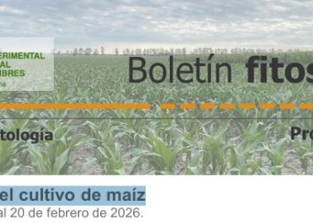 Boletín Fitosanitario | Programa Granos – Informe de Fitopatología