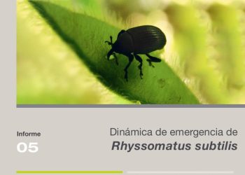 Campaña 2025 – 2026 | Informe 05: Dinámica de emergencia de 𝘙𝘩𝘺𝘴𝘴𝘰𝘮𝘢𝘵𝘶𝘴 𝘴𝘶𝘣𝘵𝘪𝘭𝘪𝘴