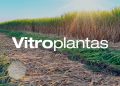 Publicación Especial 77 | Proyecto Vitroplantas