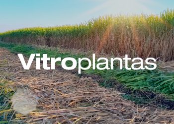 Publicación Especial 77 | Proyecto Vitroplantas