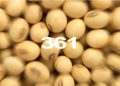 Reporte Agroindustrial 361 | Calidad de la semilla de soja producida en Tucumán y zonas de influencia. Campaña 2024/2025